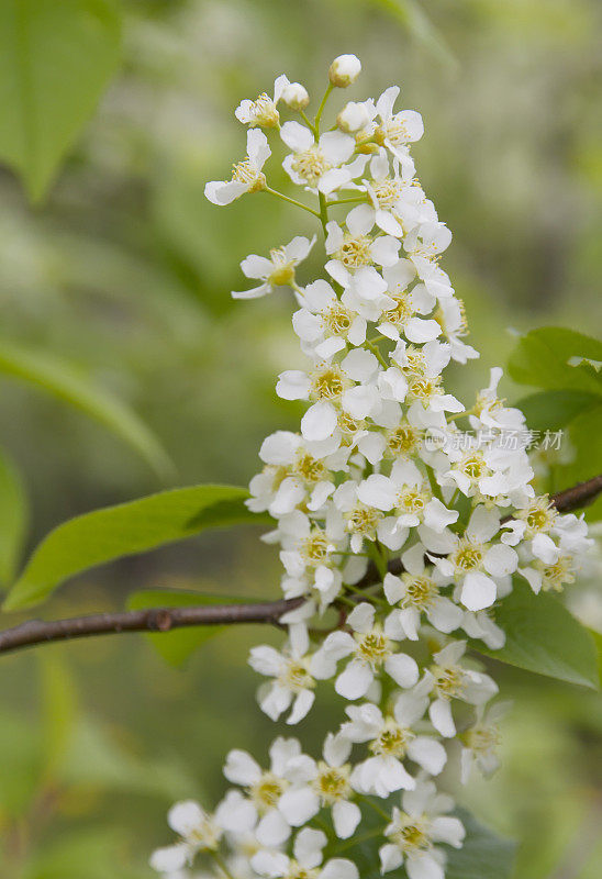 西部serviceberry，萨斯卡通(Amelanchier alnifoon)开花